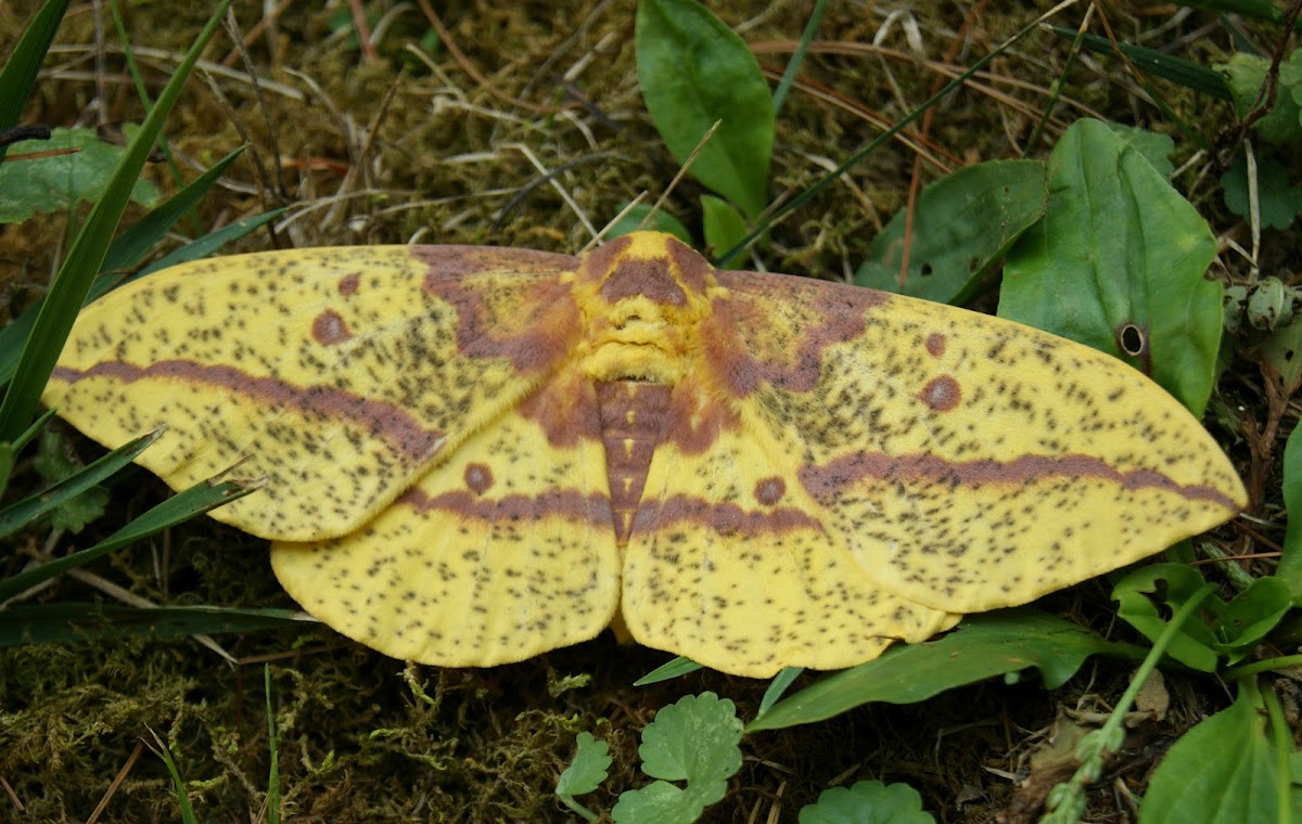 Imperial Moth (female)