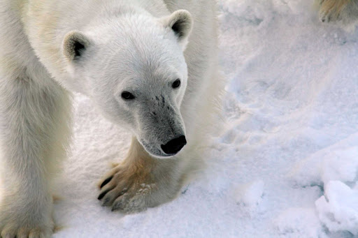 Arctic-Polar-Bear-Closeup - A closeup of a curious polar bear during a G Adventures voyage to the Arctic aboard the cruise ship Expedition. 