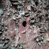 Bark Beetle (bite tracks)
