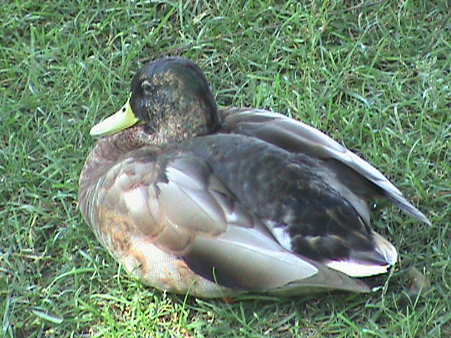mallard/ wild duck