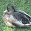mallard/ wild duck