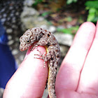 Gecko