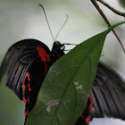 Scarlet Mormon Butterfly