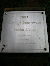 Deodar Cedar Heritage Tree 
