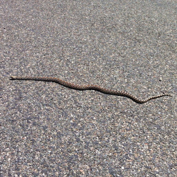 Bull snake Project Noah