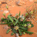 Poppy-Leaved Reichardia, False sowthistle, Bitter herbs