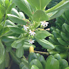Naupaka (fan flower, half-flower)
