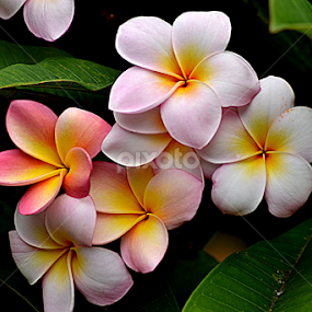 Pink Frangipani 103 by Mark Zouroudis - Flowers Tree Blossoms