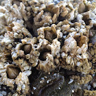 Thatched Barnacle