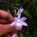 Ground orchid