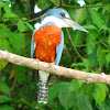 Ringed kingfisher male