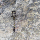 Club-tailed Dragonfly