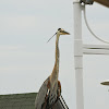 Great Blue Heron