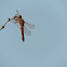 Neon Skimmer Dragonfly (female)