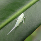 Nymph Leafhopper