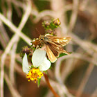 Silver-spotted Skipper Butterfly