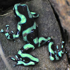 Green an Black Poison Dart Frog