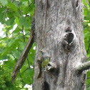 Great Crested Flycatcher