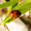 Hippodamia ladybug