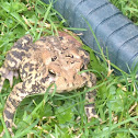 fowler's toad