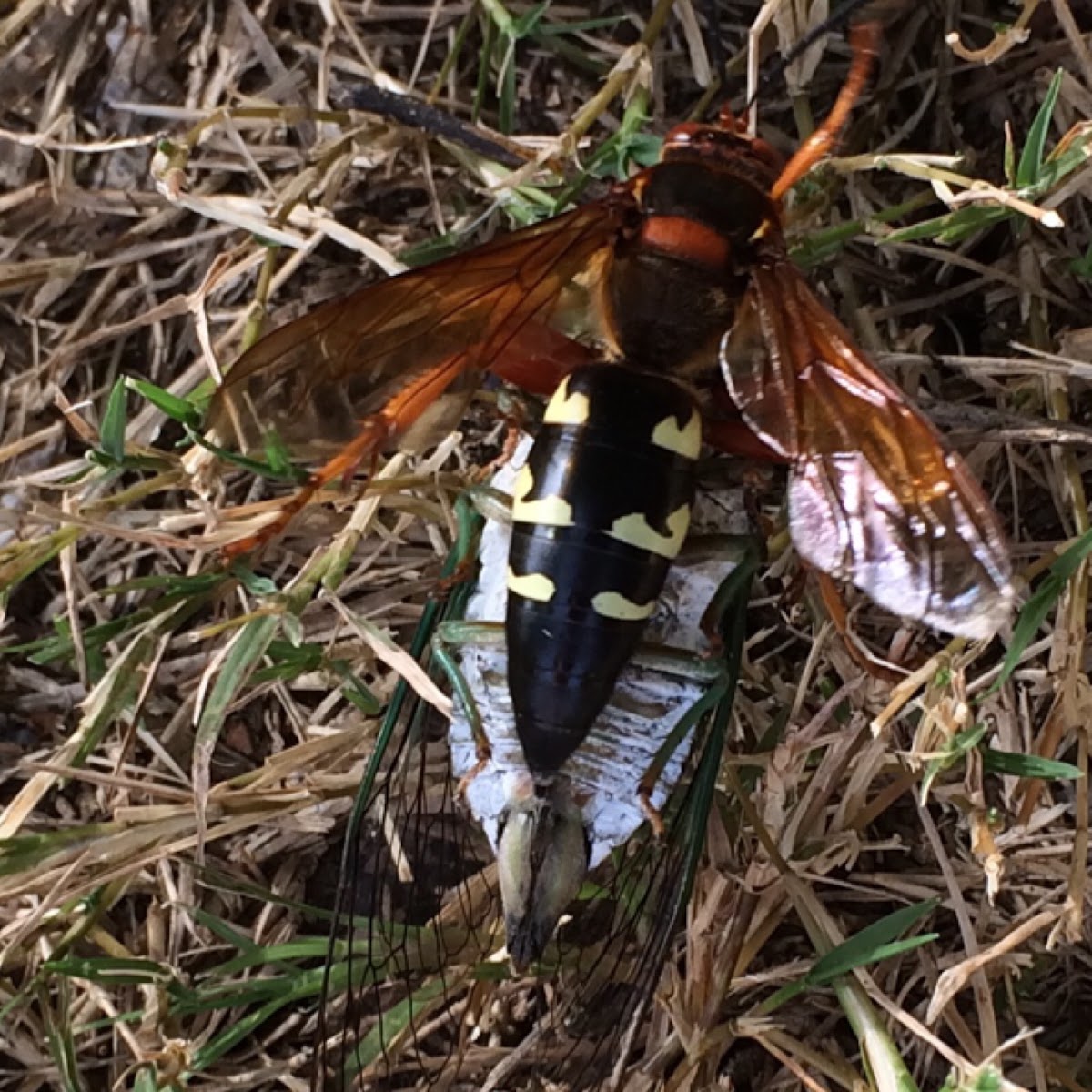 Eastern Cicada Killer
