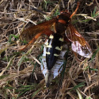 Eastern Cicada Killer