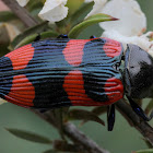 Kershaw's jewel beetle