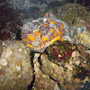 Red Sea stonefish