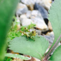 (Juvenile) hedge grasshopper