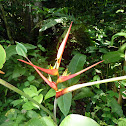 Heliconia