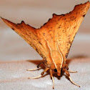 Maple Spanworm Moth