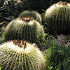 Barrel Cactus