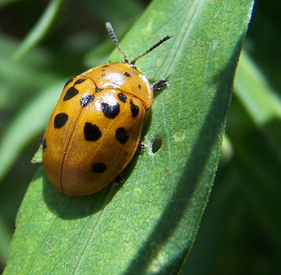 Argus Tortoise Beetle | Project Noah