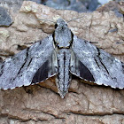 Sphinx Hawk Moth