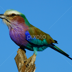 Roller definitely in paint by Gerhard Strydom - Animals Birds