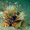 Zebra Turkeyfish