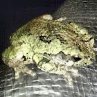 Grey tree frog