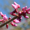 Eastern Redbud Tree (bloom)