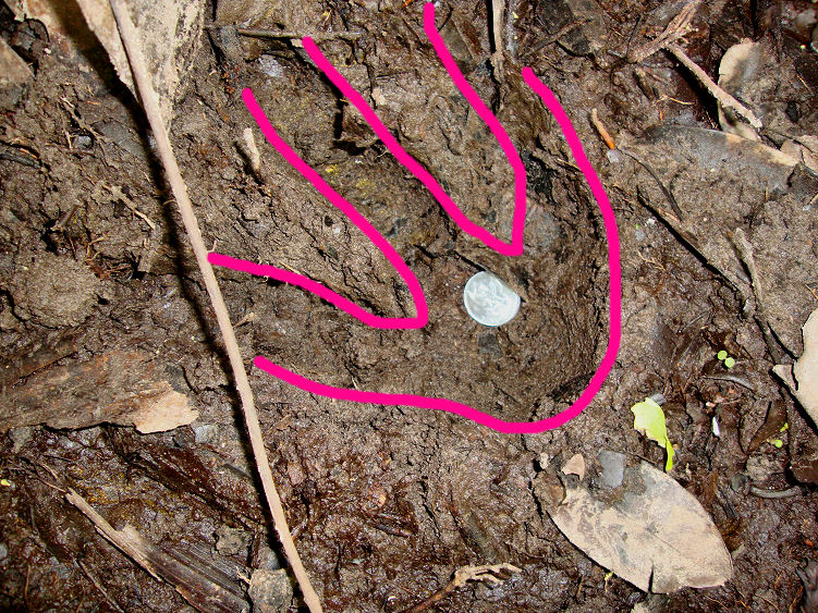 cassowary (footprint)