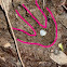 cassowary (footprint)