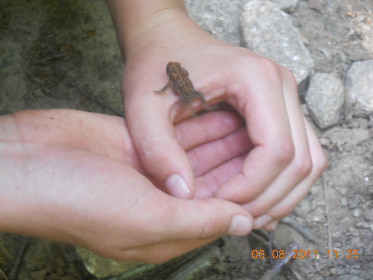 Small toad
