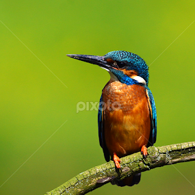 Kingfisher by Bob Rawlinson - Animals Birds