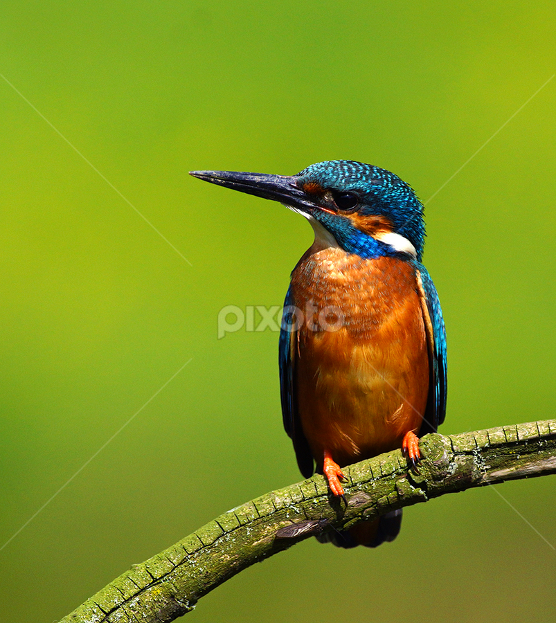 Kingfisher by Bob Rawlinson - Animals Birds