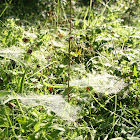 Spider webs