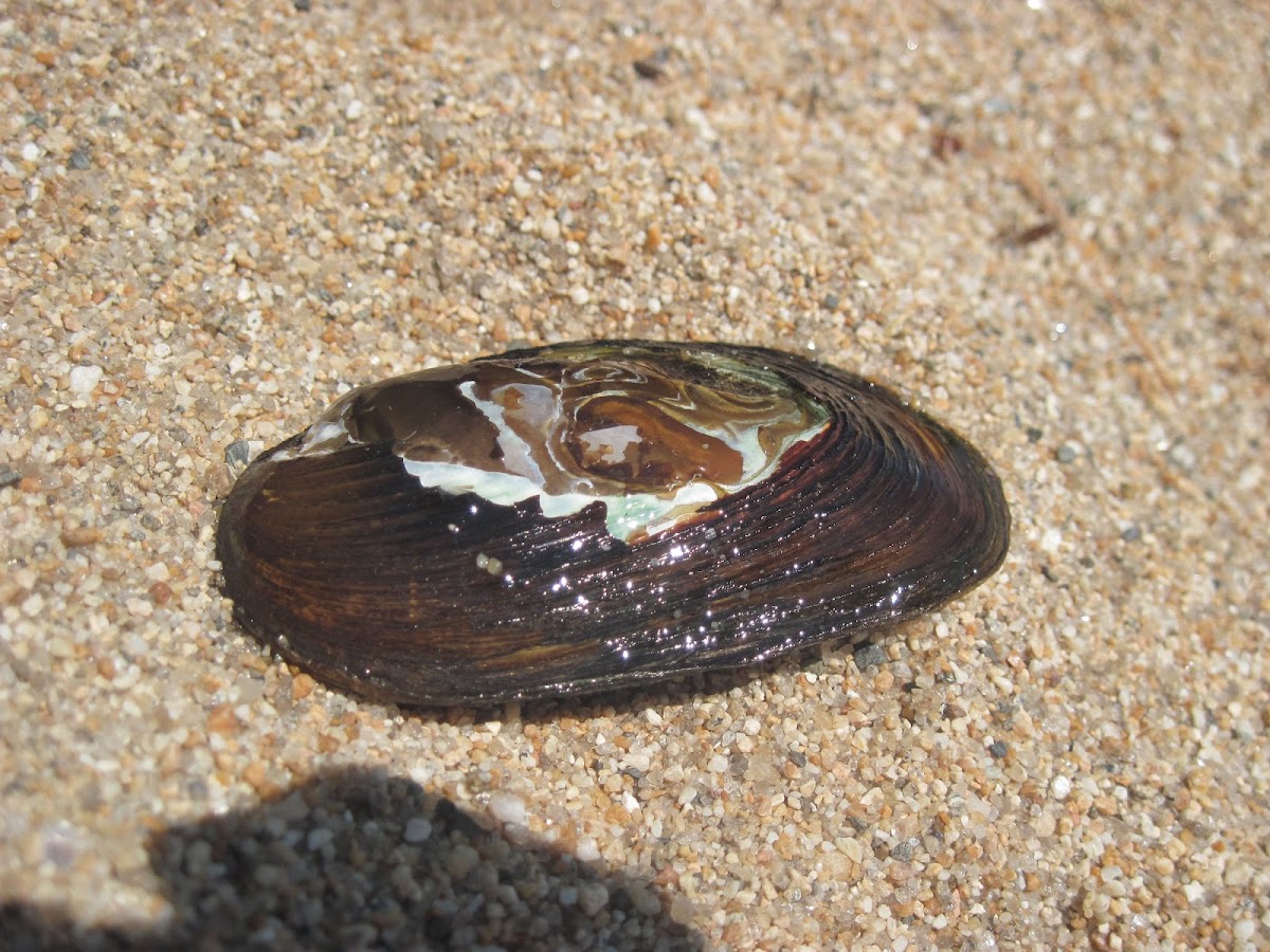 Freshwater Pearl Mussel