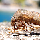 Cicada shell (Auchenorrhyncha)