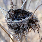 Unknown Bird's Nest