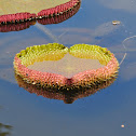 Giant Amazonian Waterlily