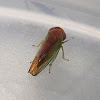 Rosopaella Leafhopper