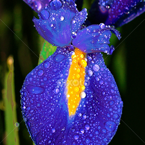 by Tim Bennett - Flowers Single Flower